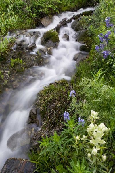 Colorado, Crested Butte Stream and flowers
